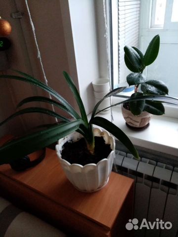 Комнатный цветок Амариллис