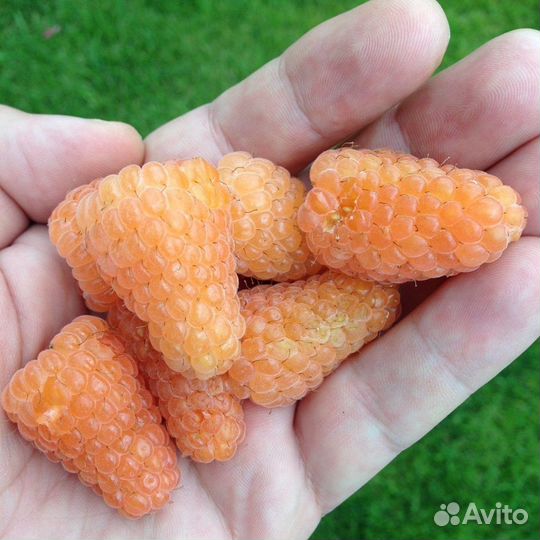 Малина ремонтантная