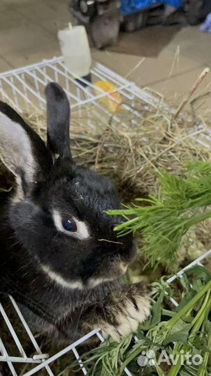 Декоративный кролик самка вязка бесплатно