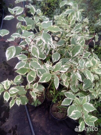 Декоративные кустарники