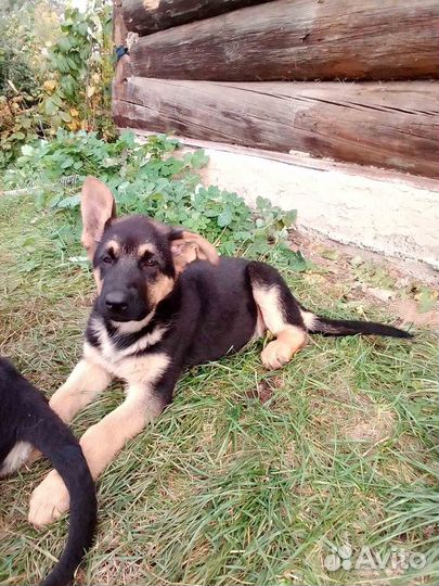 Щенки Восточноевропейской овчарки