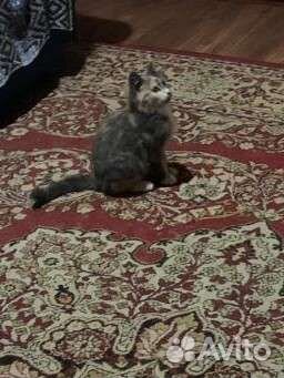 Котенок кошечка в добрые руки