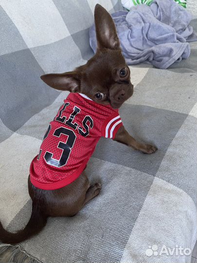 Вязка кобель чихуахуа бесплатно