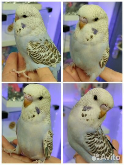 Волнистые попугаи чехи