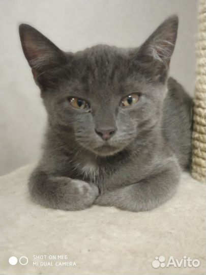 Невозможной красоты котенок нибелунг ищет дом