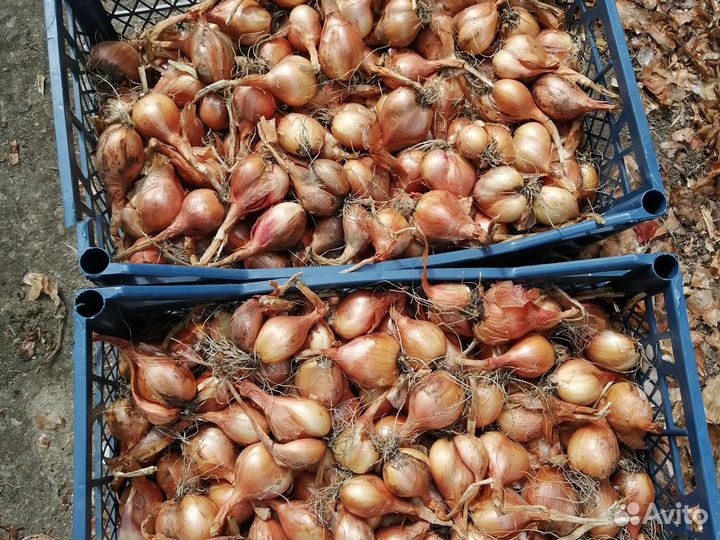 Лук семейный