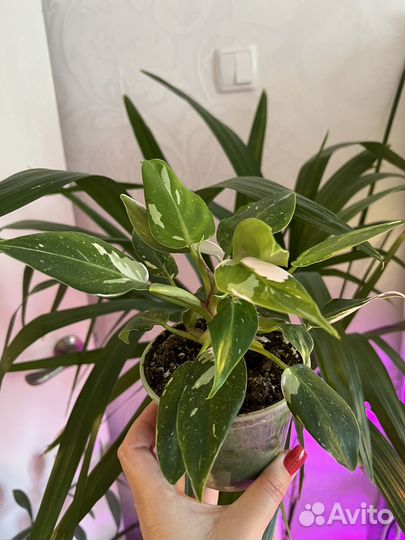 Филодендрон Белая Принцесса