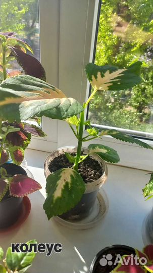 Комнатные растения