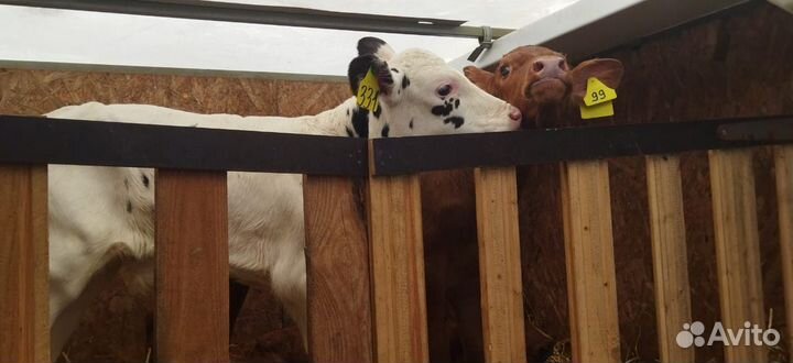 Телята с доставкой