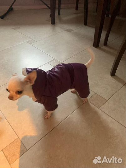 Пуховик для собак