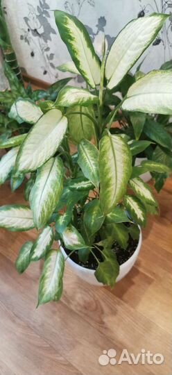 Диффенбахия и фикус