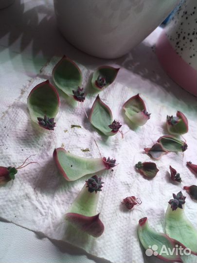 Суккуленты