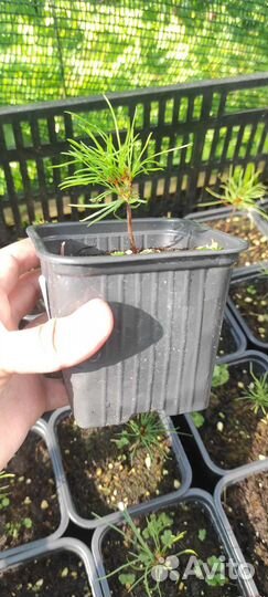 Кедровый стланик