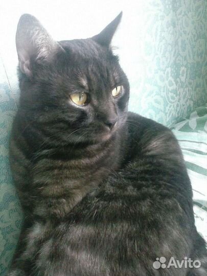 Отдам кота в добрые руки