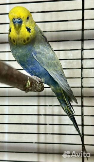 Волнистый попугай