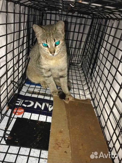 Отлов кошек