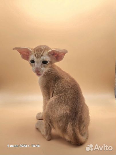 Ориентальная