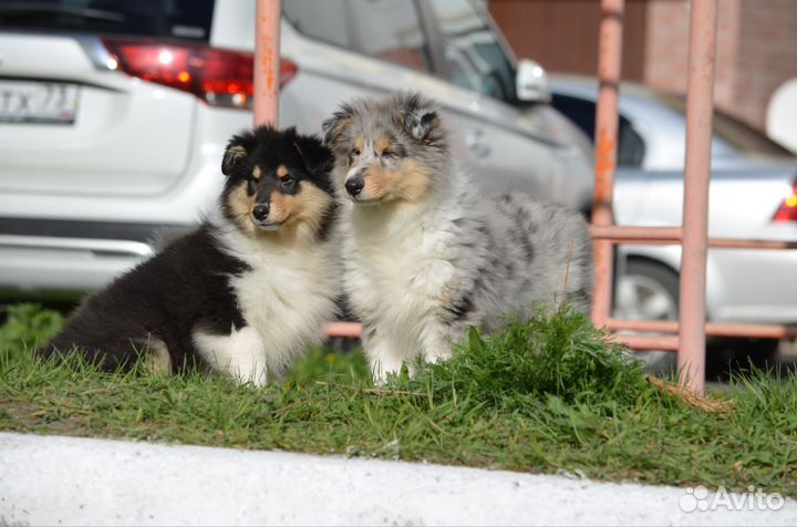 Колли детки