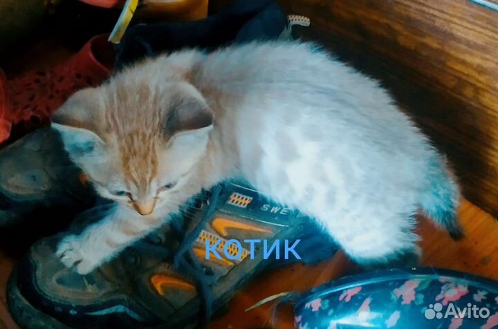 Девон Рекс метисы