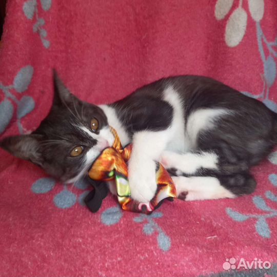 Котёнок девочка