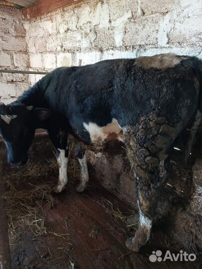 Телята бычки