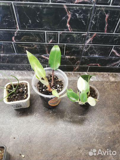 Комнатные растения все по 50