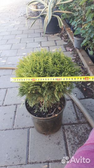 Туя шаровидная Даника