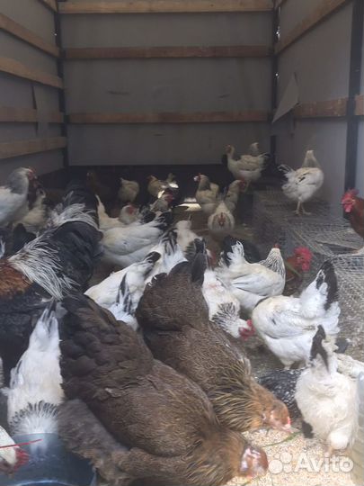 Несушки Адлерские Серебристые,Брама