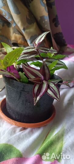 Традесканция зебрина и обычная