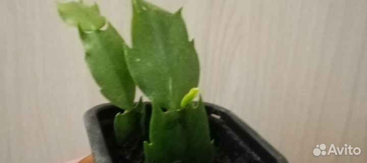 Укорененные листики декабриста шлюмбергера розовый