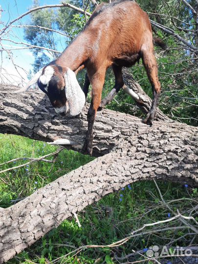 Козёл, дойные козы и козлята