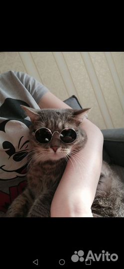 Котики в добрые руки