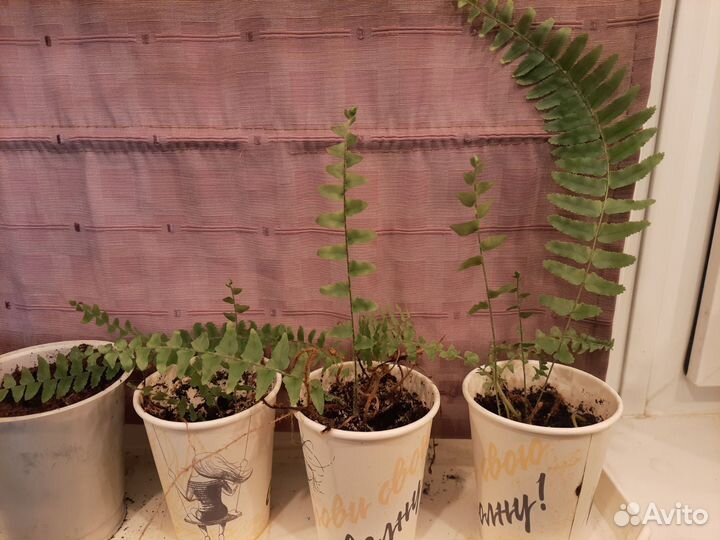 Папоротник нефролепис