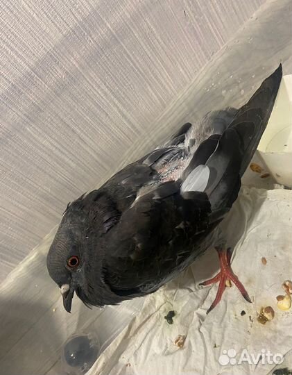 Отдам голубя в хорошие руки