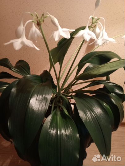 Эухарис амазонская лилия комнатный цветок