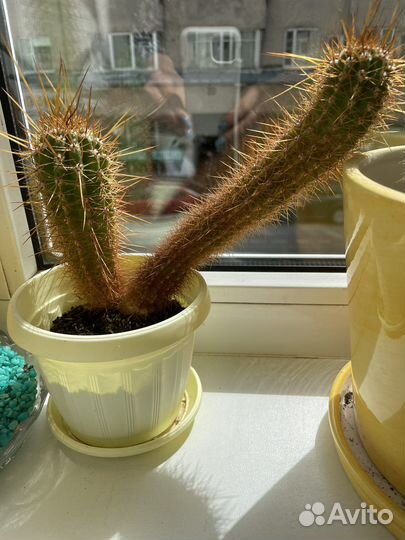 Кактусы и суккуленты