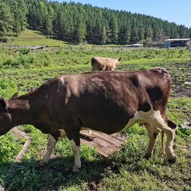 Продам корову стельная, доится хорошо, и телочку