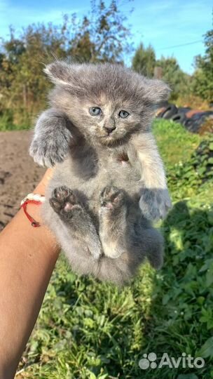 Котики в дар