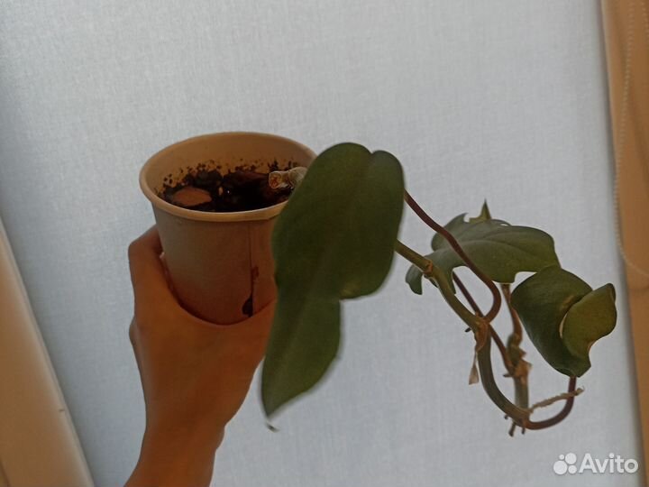 Филодендрон