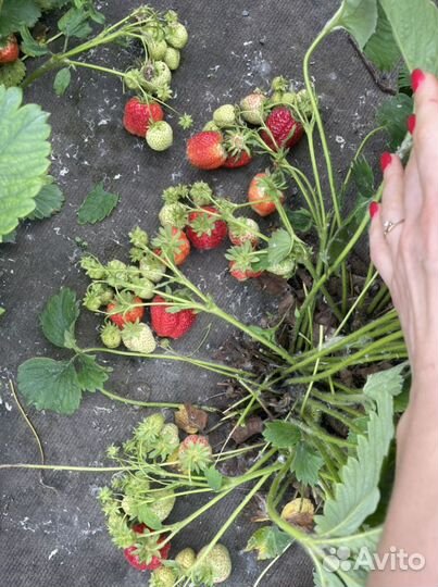 Саженцы клубника
