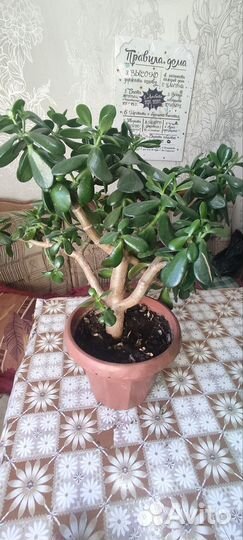 Денежное дерево толстянка крассула