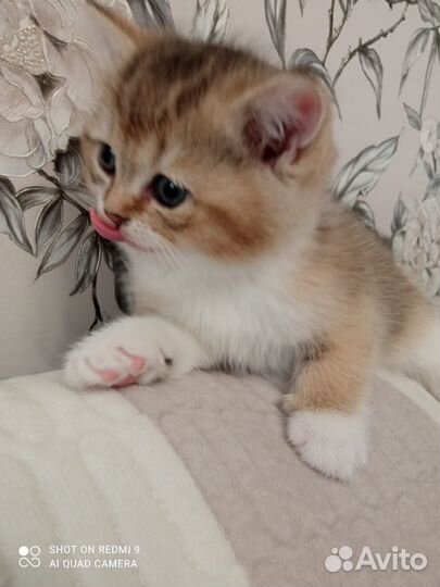 Британский золотой котик