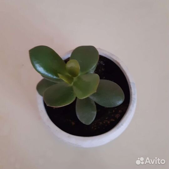 Толстянка.В народе 