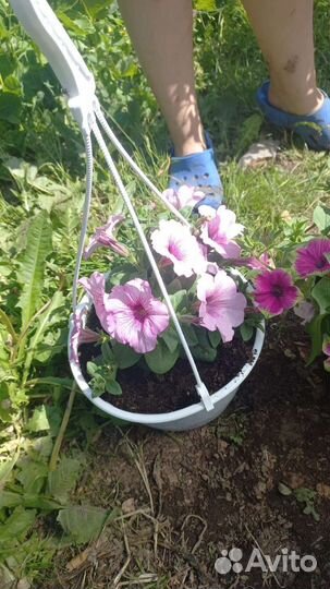 Петуния ампельная кашпо