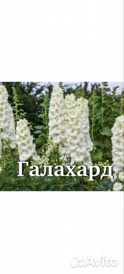 Дельфиниум рассада