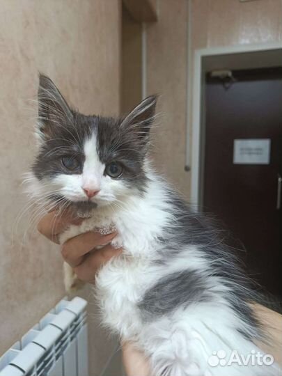 Котёнок в добрые руки