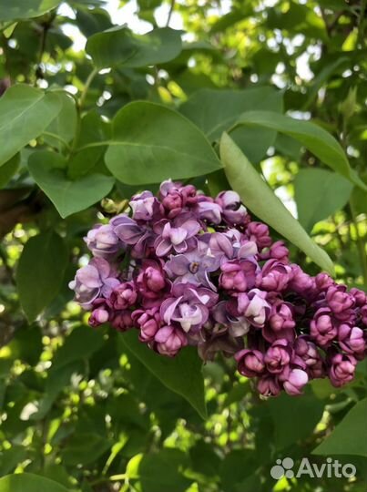 Персидская сирень (темно-лиловая)