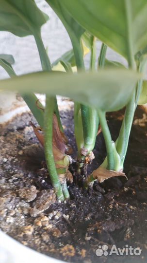 Монстера карстенианум