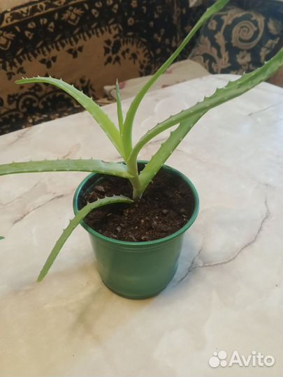 Алоэ столетник