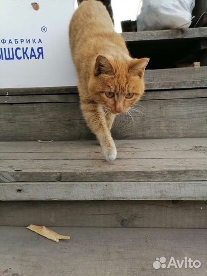 Кастрированный кот